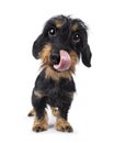 Dachshund dog on white background Royalty Free Stock Photo