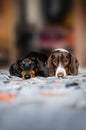 dachshund dogs cute home pictures