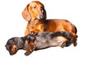 Dachshund Dogs posing on isolated white background Royalty Free Stock Photo