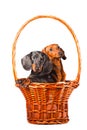 Dachshund Dogs sitting in basket on white Royalty Free Stock Photo