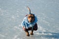 Dachshund in dress