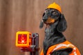 Dachshund dressed as construction worker with a laser level in bright orange attire Royalty Free Stock Photo