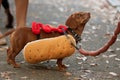 Dachshund Dressed In Hot Dog Costume For Halloween