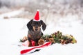 Dachshund dressed up as Santa Claus. Royalty Free Stock Photo