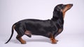 Dachshund executing commands sits on its hind legs. Video without people on a white isolated background