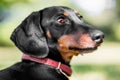 A dachshund face portrait looking to the side