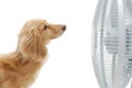 Dachshund and fan Royalty Free Stock Photo