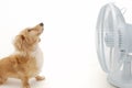 Dachshund and fan Royalty Free Stock Photo