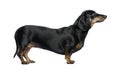 Dachshund in front of white background