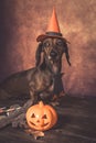 Dachshund funny dog dressed for halloween