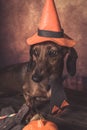 Dachshund funny dog dressed for halloween