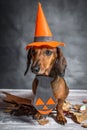 Dachshund funny dog dressed for halloween