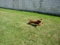 Running Dachshund in garden