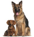 Dachshund and German Shepherd Dog