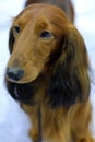 Dachshund - a good thoroughbred dog, well manicured ready for the exhibition Royalty Free Stock Photo