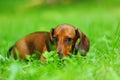 Dachshund on grass