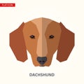 Dachshund head vector illustration.