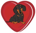 Dachshund on the heart