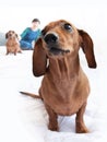 Dachshund home closeup portrait indoor cute love people