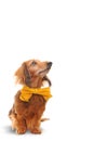 Dachshund Royalty Free Stock Photo