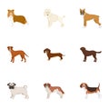 Dachshund, laika, poodle and other web icon in cartoon style.Boxer, rottweiler, bulldog, icons in set collection.
