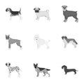 Dachshund, laika, poodle and other web icon in monochrome style.Boxer, rottweiler, bulldog, icons in set collection.