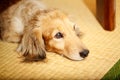 Dachshund laying down on side looking at viewer with reflection on tatami