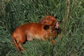 Dachshund lies in the grass