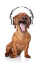 Dachshund listen music Royalty Free Stock Photo