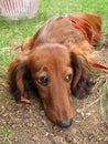 Dachshund long-haired dog Royalty Free Stock Photo