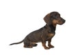 Dachshund looking to the side sitting on a white background seen from the side