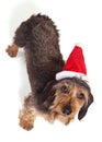 Dachshund Looking up at Camera in Santa Hat Royalty Free Stock Photo