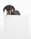 Dachshund looks at camera with a big white empty sign board in from of her in the studio