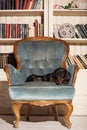 The Dachshund is lying on a chair.Portrait of a dog in the Studio on a leather sofa.