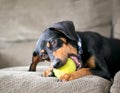 A Dachshund mixed breed dog on a couch and chewing on a tennis ball Royalty Free Stock Photo