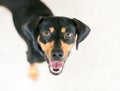 A Dachshund mixed breed dog looking up at the camera with a happy expression Royalty Free Stock Photo