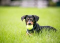 A Dachshund mixed breed dog lying in the grass and holding a ball in its mouth Royalty Free Stock Photo