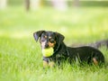 A Dachshund mixed breed dog lying in the grass and holding a ball in its mouth Royalty Free Stock Photo