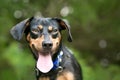 A Dachshund mixed breed dog panting with its tongue out and a happy expression