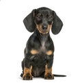 Dachshund, 2 months old, sitting in front of white background Royalty Free Stock Photo