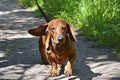 Dachshund in motion close-up straight. A funny brown dog walks in the park outdoors. Walking purebred dogs in summer on a sunny