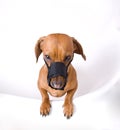 Dachshund in muzzle is angry