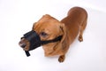 Dachshund in muzzle is angry