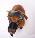 Dachshund in muzzle and peaked cap is angry