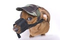 Dachshund in muzzle and peaked cap is angry