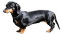 Dachshund over white Royalty Free Stock Photo