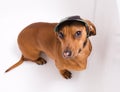 Dachshund in peaked cap