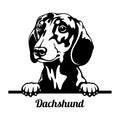 Dachshund Peeking Dog - head isolated on white Royalty Free Stock Photo