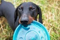 Dachshund playing with blue disk