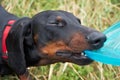 Dachshund playing with blue disk Royalty Free Stock Photo